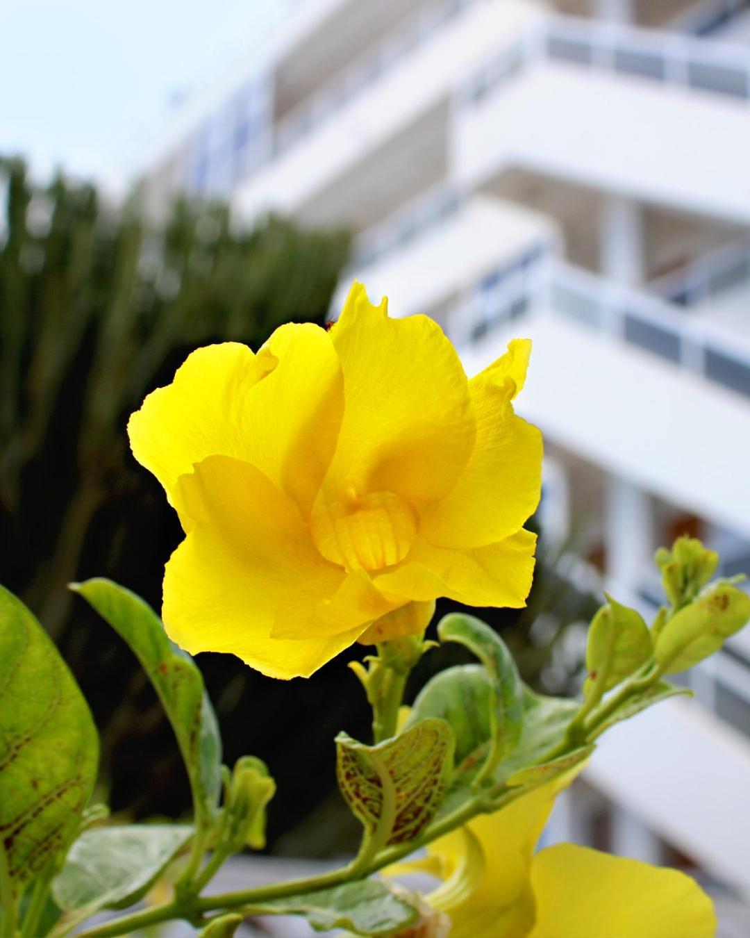 פלאייה דל אינגלז Apartamentos Calma מראה חיצוני תמונה